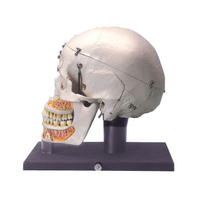 Aͽ̌W(xu)ʾBģ͸